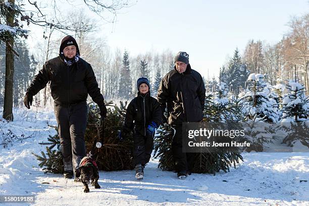 People carry Christmas trees they chose and cut down in a forest on December 8, 2012 in Fischbach, Germany. Forestry officials in the state of Saxony...