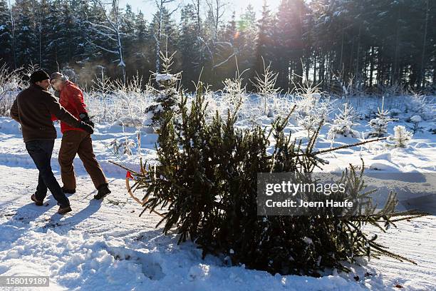 Two men with a sled pull a Christmas tree they chose and cut down themselves in a forest on December 8, 2012 in Fischbach, Germany. Forestry...