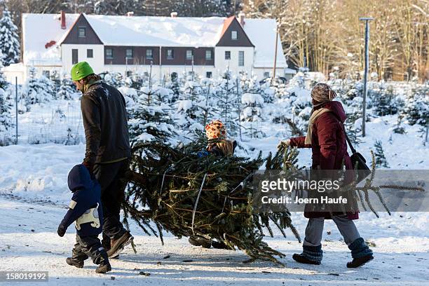 Young family carry a Christmas tree they chose and cut down themselves in a forest on December 8, 2012 in Fischbach, Germany. Forestry officials in...