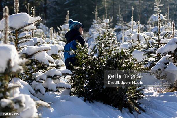 Young boy named Erik pulls out a Christmas tree he chose and cut down in a forest on December 8, 2012 in Fischbach, Germany. Forestry officials in...