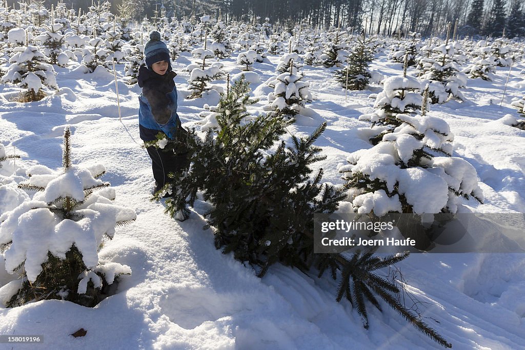 Forestries Open Christmas Tree Season