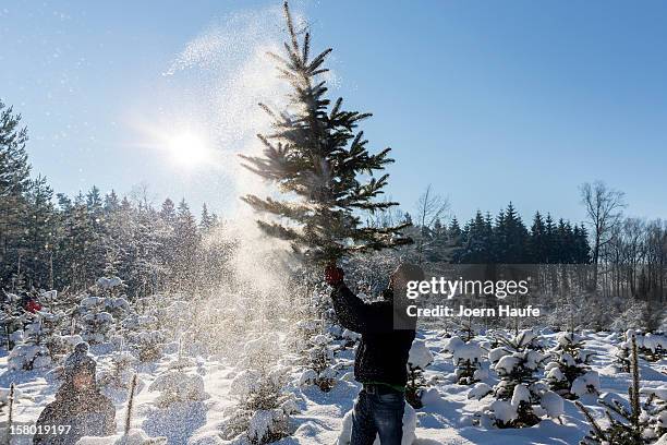 Man shakes a Christmas tree he chose and cut down in a forest on December 8, 2012 in Fischbach, Germany. Forestry officials in the state of Saxony...