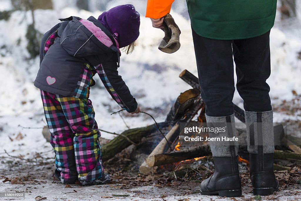 Forestries Open Christmas Tree Season