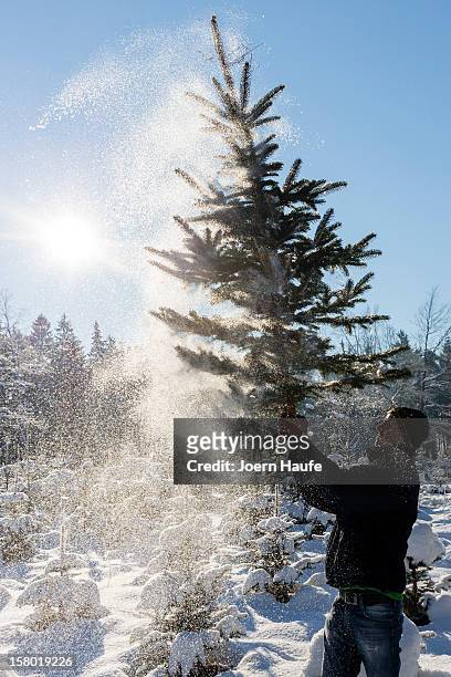 Man shakes a Christmas tree he chose and cut down in a forest on December 8, 2012 in Fischbach, Germany. Forestry officials in the state of Saxony...