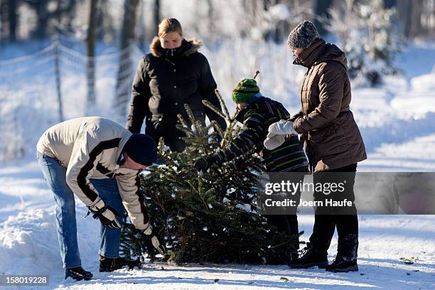 Family pull a Christmas tree they chose and cut down themselves in a forest on December 8, 2012 in Fischbach, Germany. Forestry officials in the...