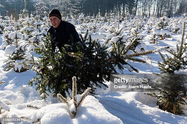 Man pulls out a Christmas tree he chose and cut down himself in a forest on December 8, 2012 in Fischbach, Germany. Forestry officials in the state...