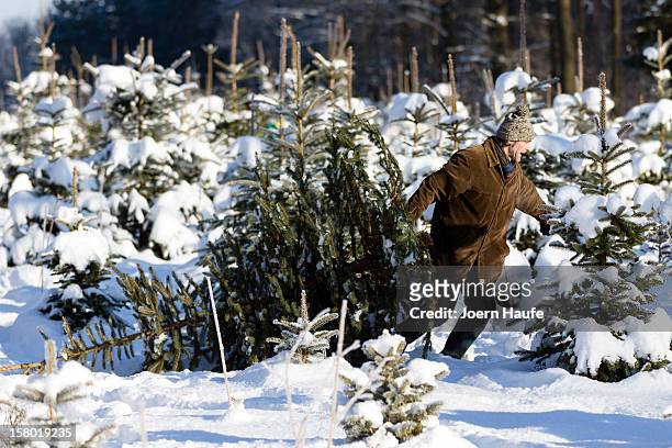 Man pulls a Christmas tree he chose and cut down himself in a forest on December 8, 2012 in Fischbach, Germany. Forestry officials in the state of...