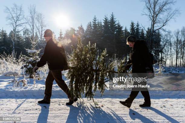 Couple carry a Christmas tree they chose and cut down themselves in a forest on December 8, 2012 in Fischbach, Germany. Forestry officials in the...