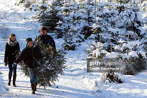 Familiy carry a Christmas tree they chose and cut down themselves in a forest on December 8, 2012 in Fischbach, Germany. Forestry officials in the...