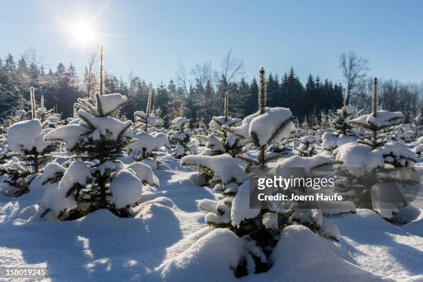 Snowy christmas trees stand in a plantation of christmas trees in a forest on December 8, 2012 in Fischbach, Germany. Forestry officials in the state...