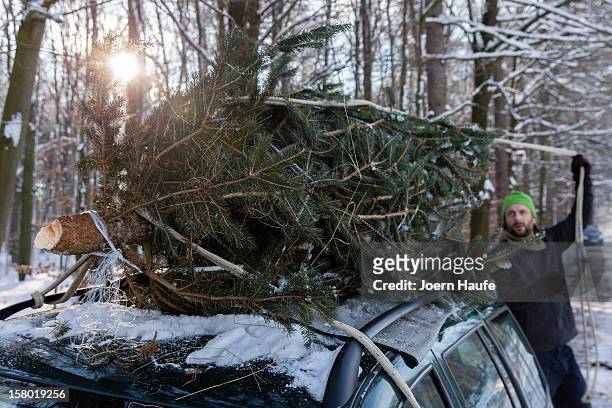 Man ties a Christmas tree to his car after choosing and cutting it down himself at a forest on December 8, 2012 in Fischbach, Germany. Forestry...
