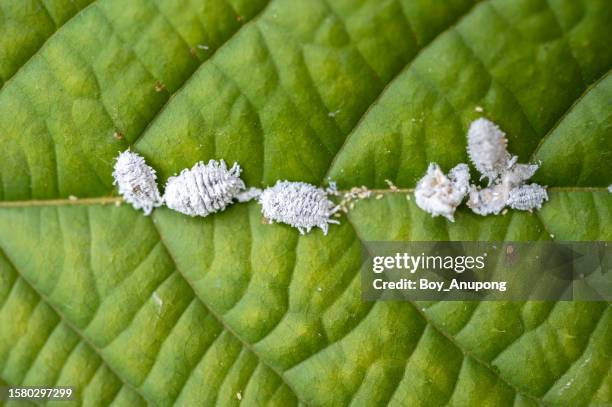 Sap Drinking Insect Sap Sucking Insects Photos and Premium High Res Pictures - Getty Images