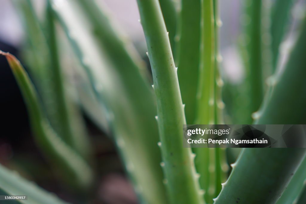 Aloe vera green leaf
