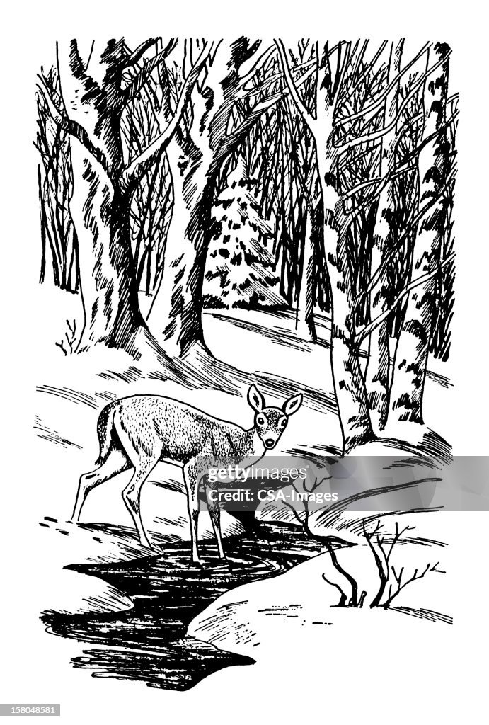 Deer in Forest