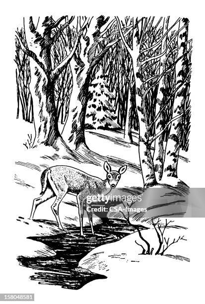 deer in forest - deer creek stock illustrations