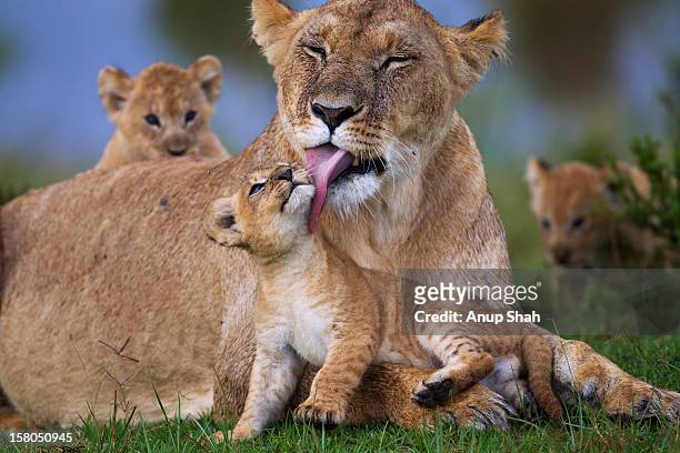 lioness resting with her playful cubs - animal family stock-fotos und bilder