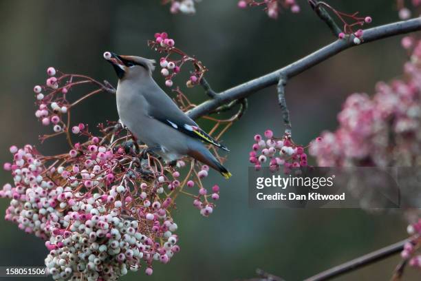 Waxwing feeds on Rowan berries on December 9, 2012 in London, England. Thousands of Waxwings have descended on Great Britain after the failure of the...
