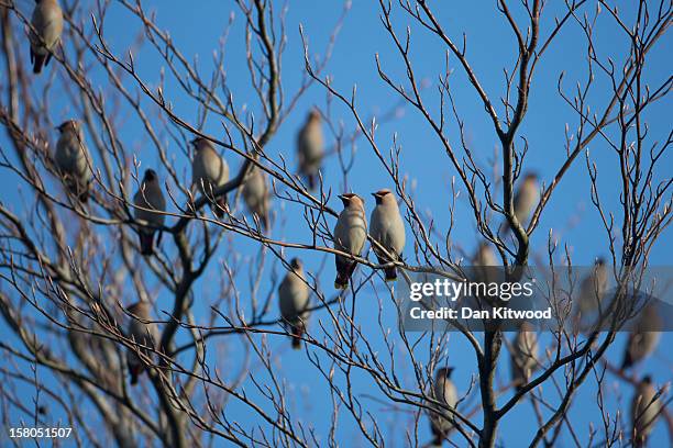 Waxwings gather on trees on December 9, 2012 in London, England. Thousands of Waxwings have descended on Great Britain after the failure of the birds...