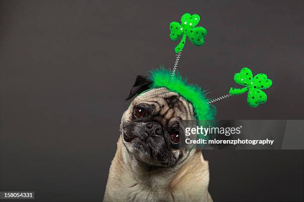 happy st. patrick's day! - st patricks day stock pictures, royalty-free photos & images