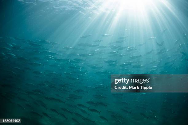 underwater light - fish stock pictures, royalty-free photos & images