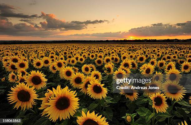 sunflowers - sunflower ストックフォトと画像