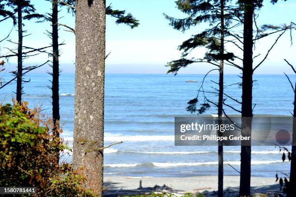 ruby beach, olympic national park, washington state - pacific ocean stock pictures, royalty-free photos & images