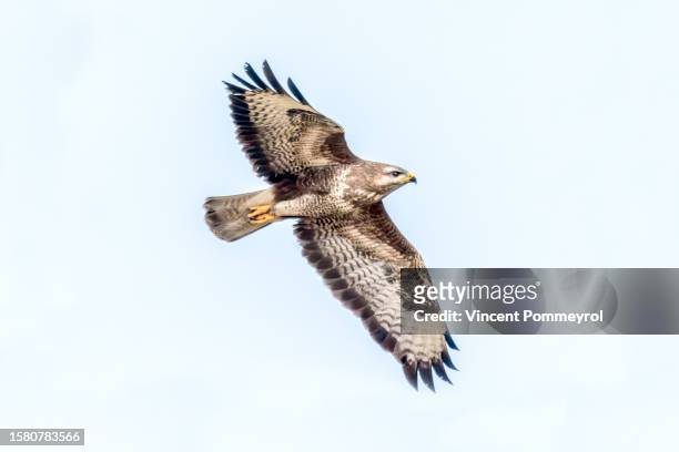 common buzzard (buteo buteo) - eurasian buzzard stock pictures, royalty-free photos & images