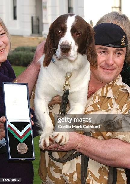 Buster The War Hero Dog, Who Discovered Weapons & Explosives In Southern Iraq, Is Awarded The Animal Equivalent Of The Victoria Cross In London. .