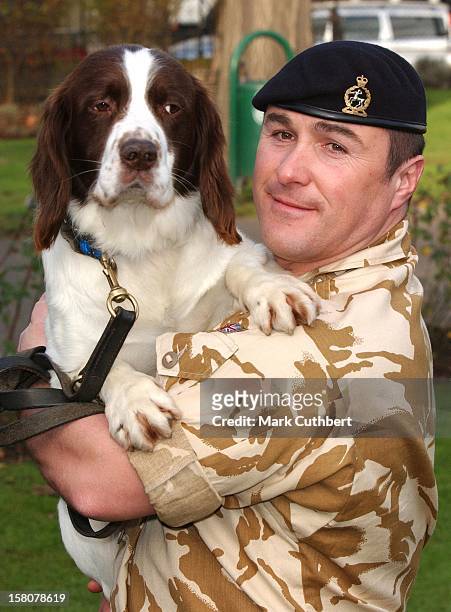 Buster The War Hero Dog, Who Discovered Weapons & Explosives In Southern Iraq, Is Awarded The Animal Equivalent Of The Victoria Cross. .