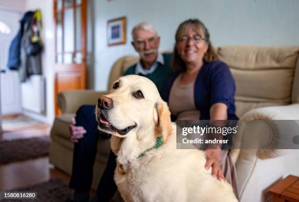 coppia anziana felice a casa che gode della compagnia del loro cane - labrador retriever foto e immagini stock