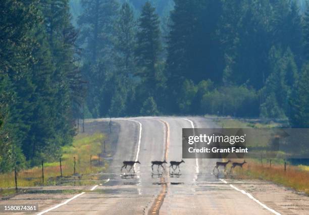 deer crossing highway - deer crossing stock pictures, royalty-free photos & images
