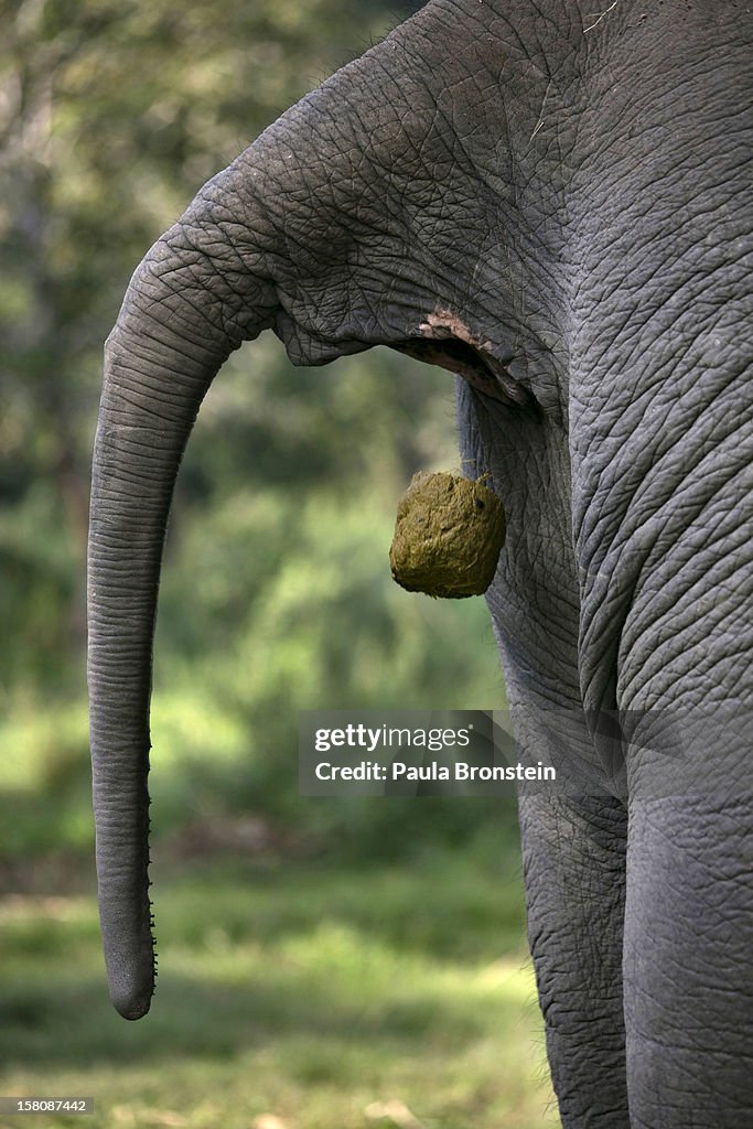 Elephant Dung Coffee Produces The World's Most Expensive Cup