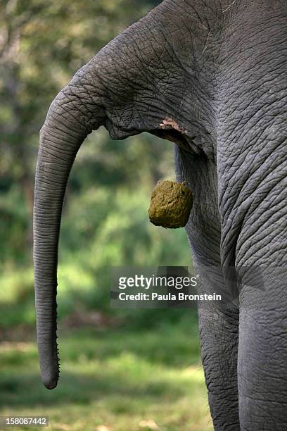 Thai elephant releases dung containing coffee beans at an elephant camp at the Anantara Golden Triangle resort on December 10, 2012 in Golden...