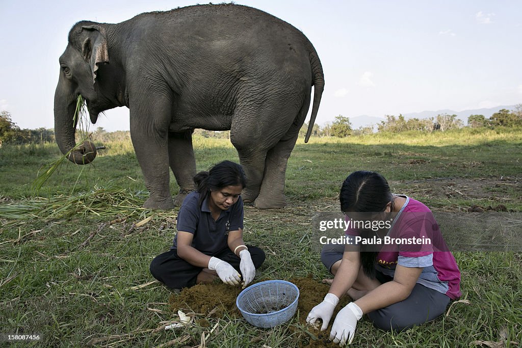 Elephant Dung Coffee Produces The World's Most Expensive Cup