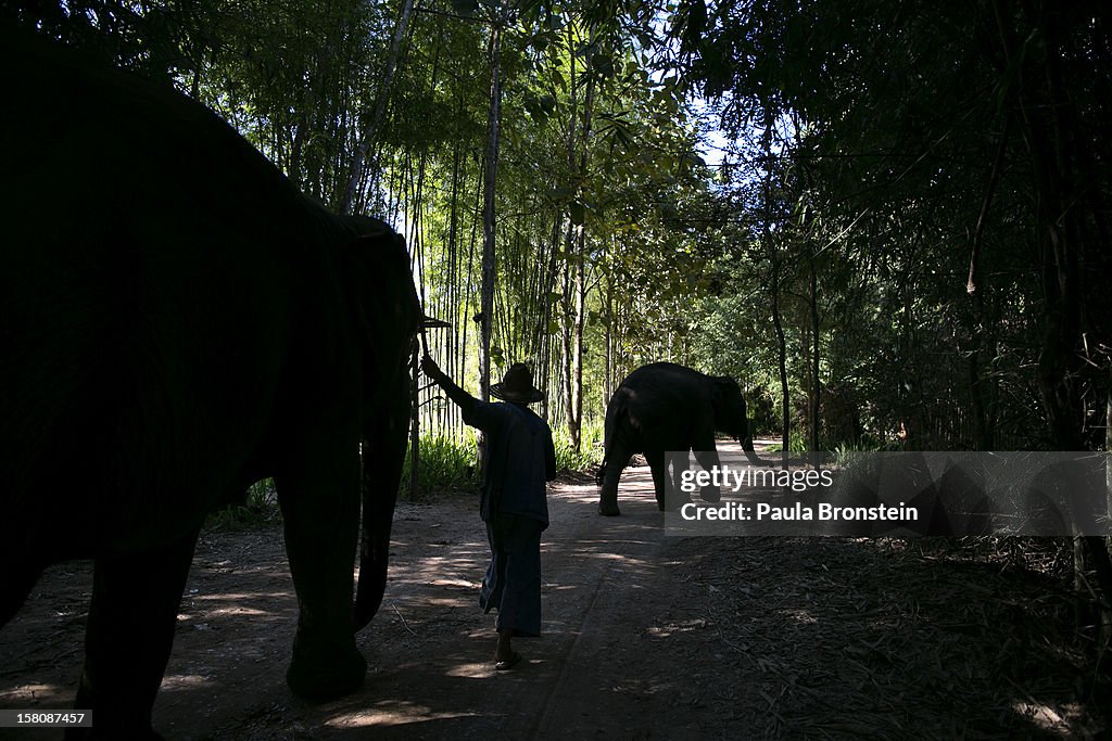 Elephant Dung Coffee Produces The World's Most Expensive Cup