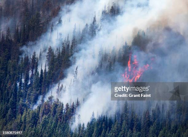 close up of forest fire - bc wildfire stockfoto's en -beelden