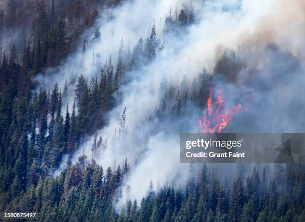 close up of forest fire - skogsbrand bildbanksfoton och bilder