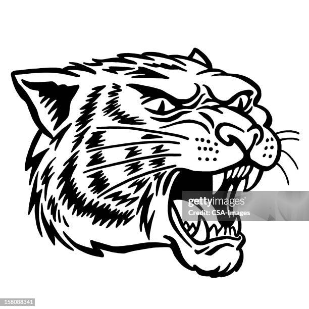 bobcat head - wildcat mascot stock illustrations