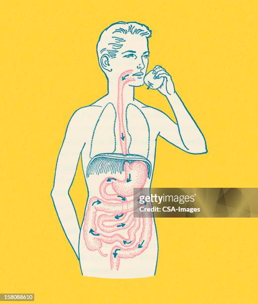 stockillustraties, clipart, cartoons en iconen met boy's gastrointestinal tract - digestion