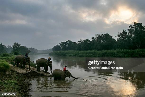 Thai elephants head to the river for an early morning bathe at an elephant camp at the Anantara Golden Triangle resort on December 10, 2012 in Golden...