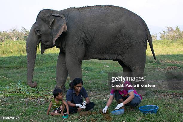 Mahout wives Niang with her son Anawat and Lynda pick out coffee beans from elephant dung at an elephant camp at the Anantara Golden Triangle resort...