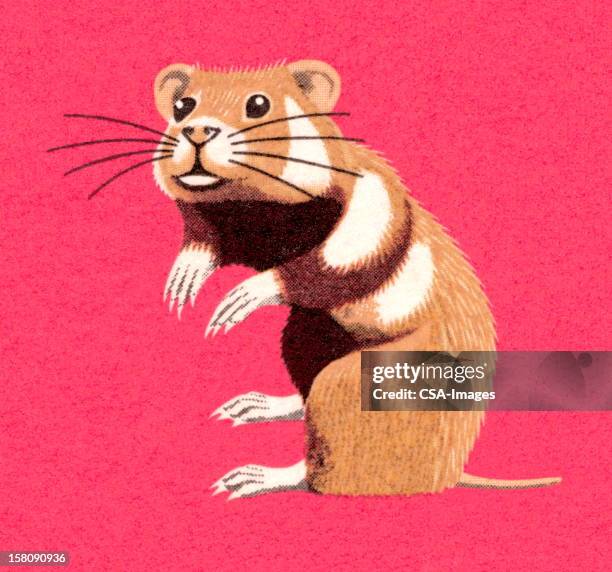 gerbil - rodent stock illustrations