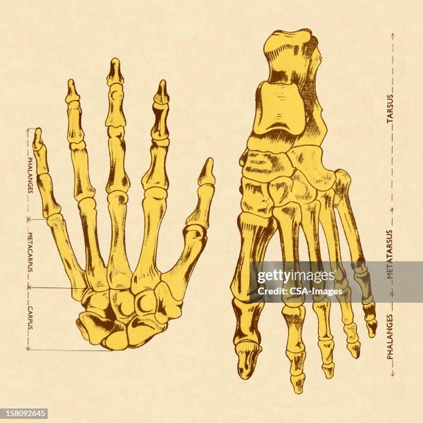 48 Hands And Feet Color Background High Res Illustrations Biology Diagrams