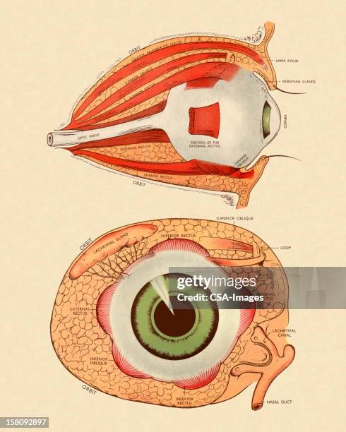 661 Eye Anatomy Front Stock Photos, High-Res Pictures, and Images ...