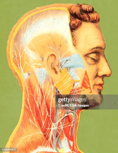 stockillustraties, clipart, cartoons en iconen met vascular illustation of man - illustation