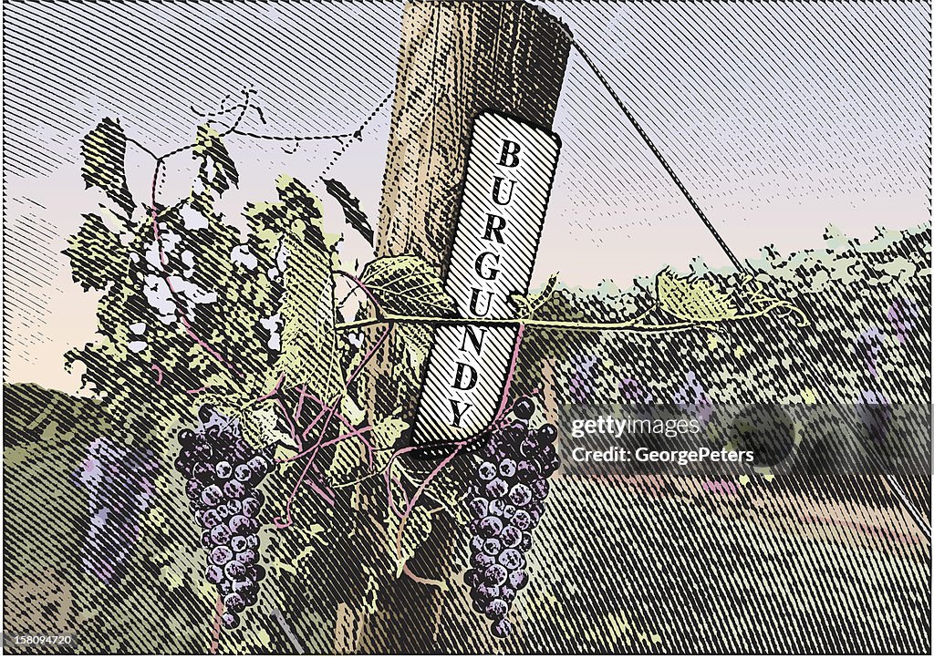 Vineyard Grapes Burgundy