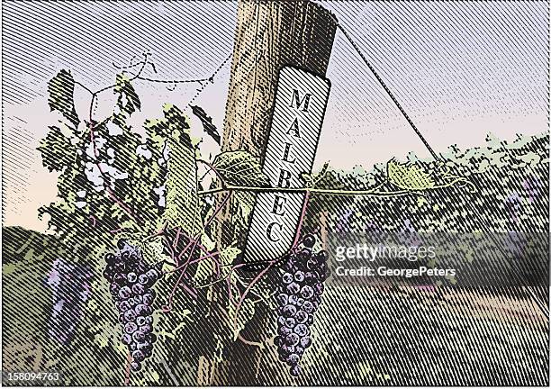 ilustraciones, imágenes clip art, dibujos animados e iconos de stock de vineyard uvas malbec - malbec