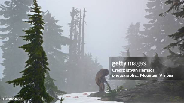 bigfoot in the forest - bigfoot snow stock pictures, royalty-free photos & images