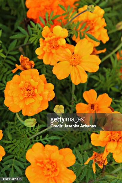 marigold flower - calendula officinalis - field marigold stock pictures, royalty-free photos & images