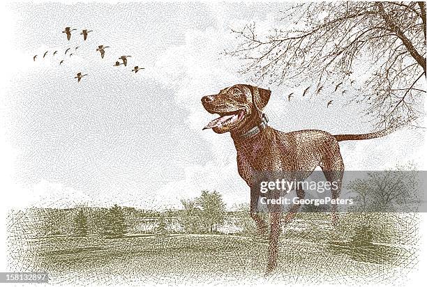 labrador retriever outdoors - pure bred dog stock illustrations